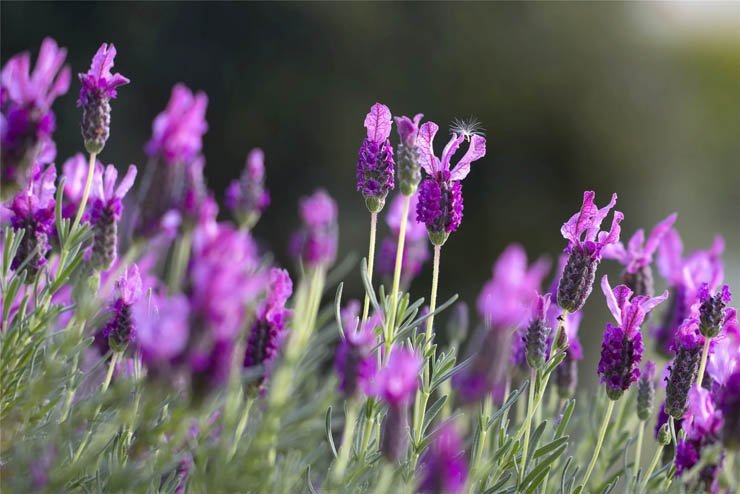 Spa flower plant plants spring lavender flower flowers