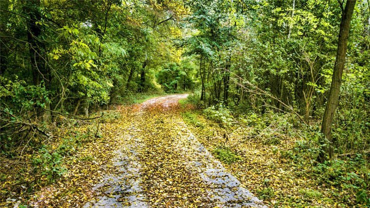 autum leaves pathway trees jungle forest