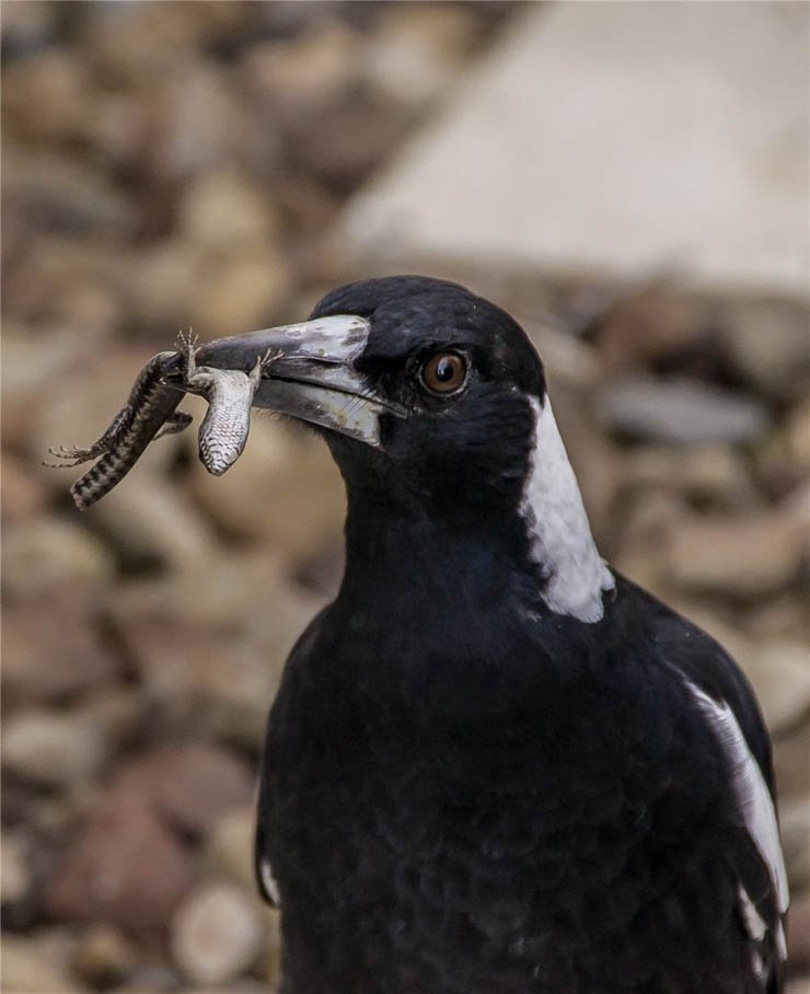 bird birds black lizard zoo nature feather magpie