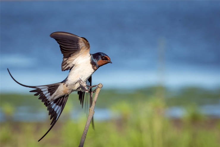 bird birds holding tree branch sky flying fly
