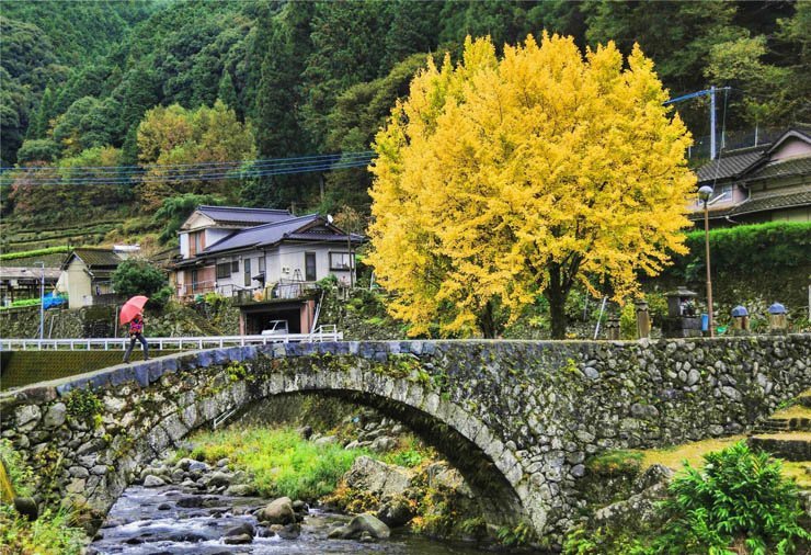 bridge nature forest park village trees