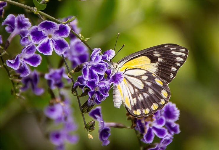 butterly fly tree flower nature insect