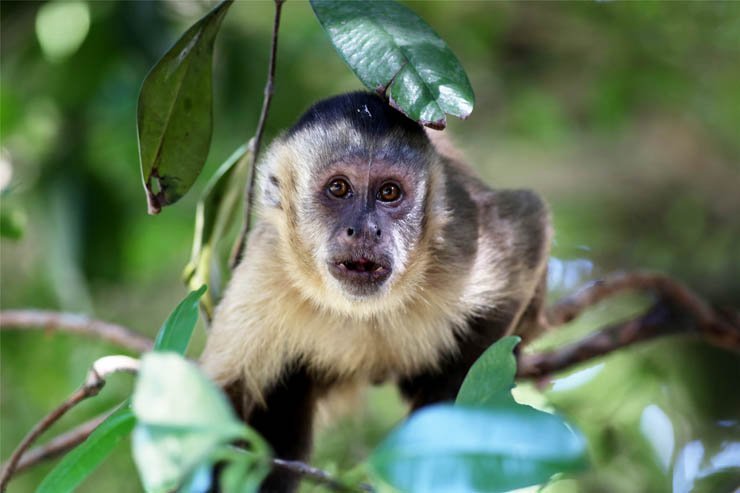 capuchin monkey animal zoo tree forest nature
