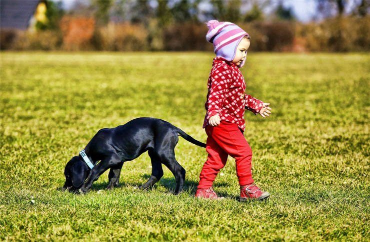 dog  dogs black kid child grass nature sunny smell
