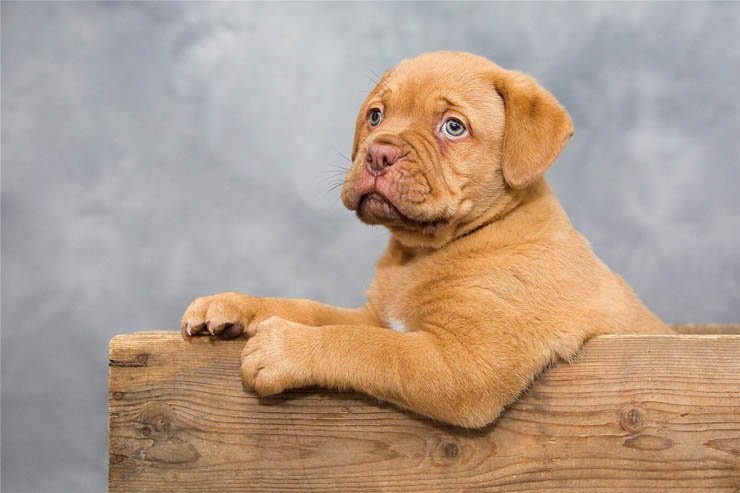 dogue de bordeaux dog puppy pet dogs puppies pets animal