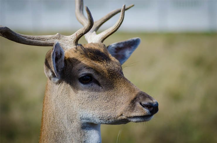 elk deer gazelle forest animal zoo jungle