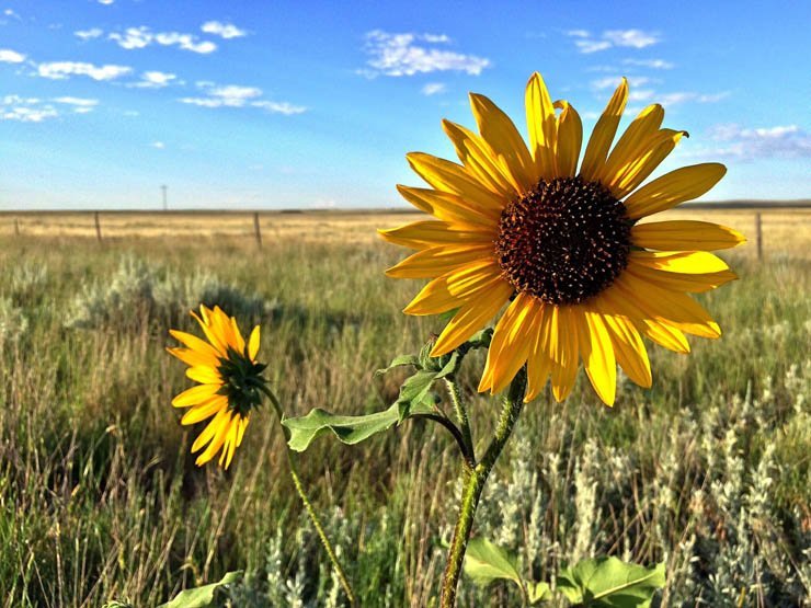 flower flowers floral spring nature plant plants field sun sunflower sky farm