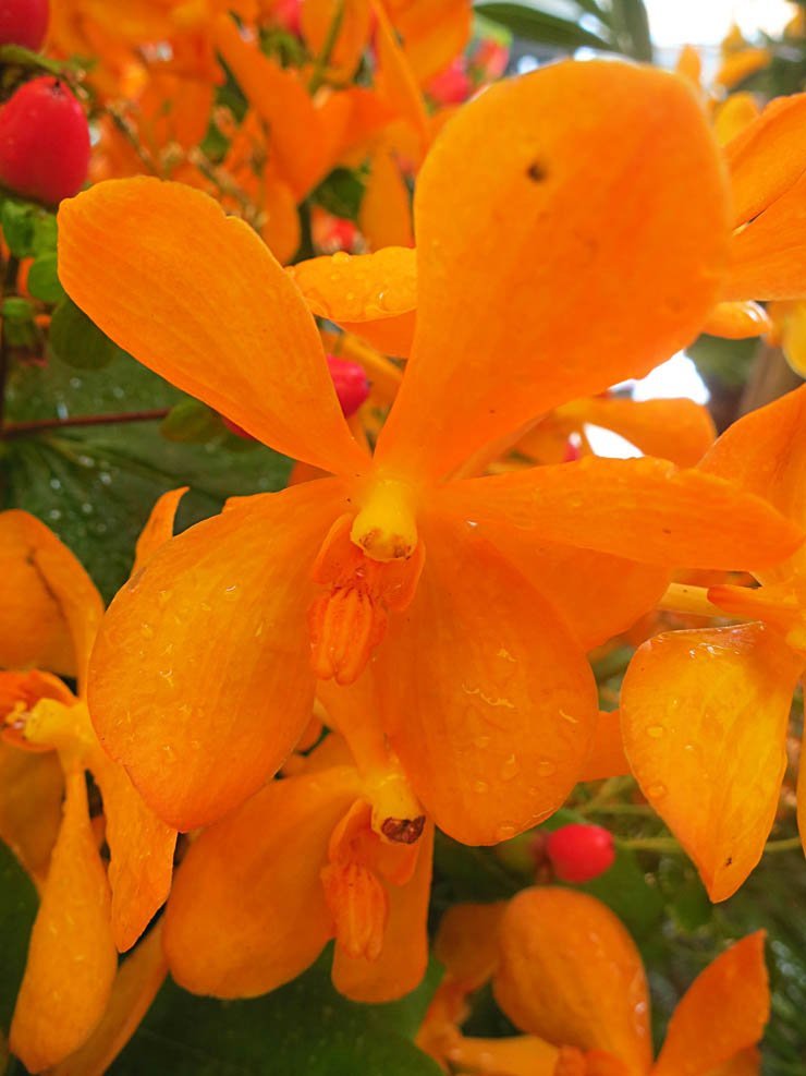 flower flowers floral spring nature plant plants orange leaves leaf nature
