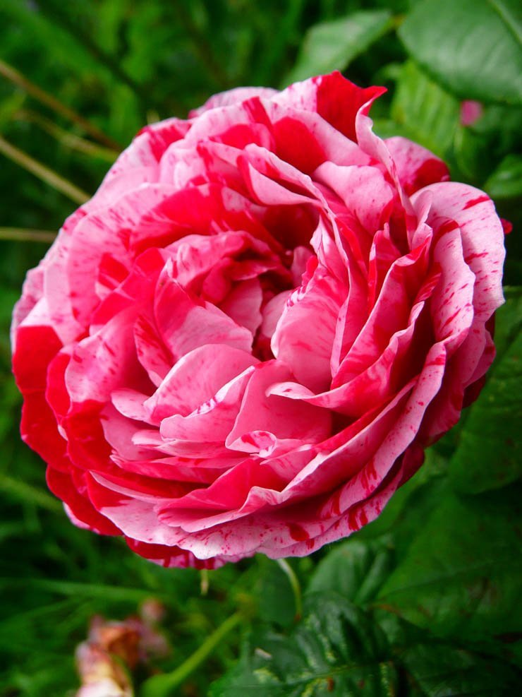 flower flowers floral spring nature plant plants rose roses pink leaf