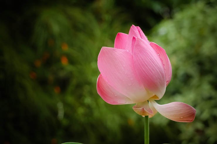 flower lotus mist wet pink nature forest natural