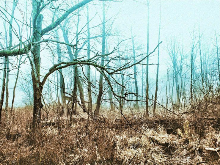 forest dry dead wood fog nature