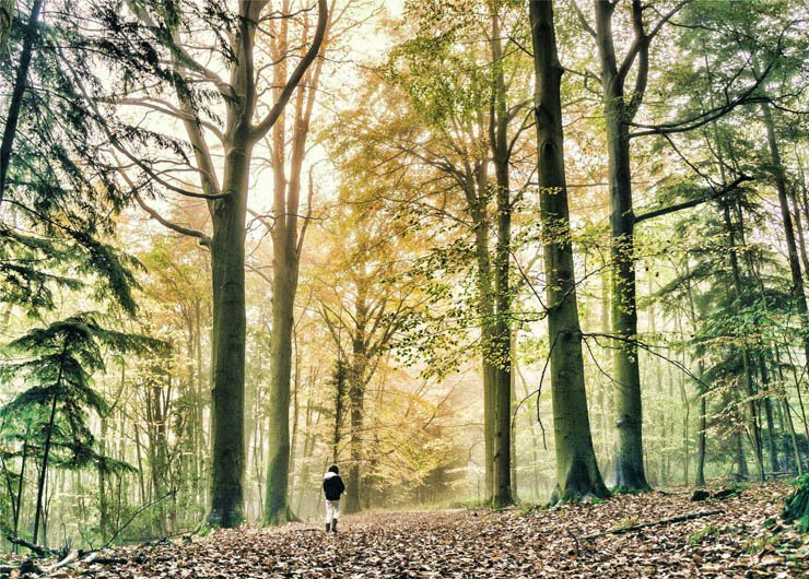 forest person human sunny leaves alone lonely