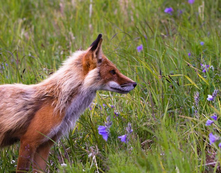 fox animal forest zoo plant grass animals
