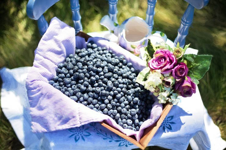fruit fruits health healthy food berry berries farm chair flower sun sunny