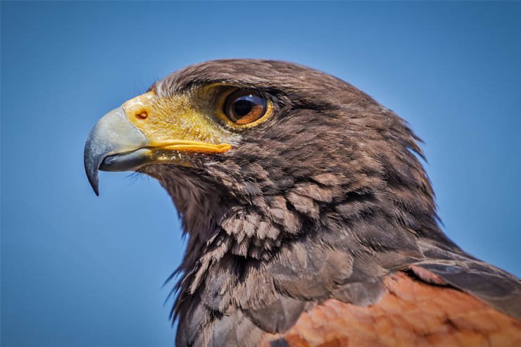 harris hawk sky high fly flying bird birds zoo forest
