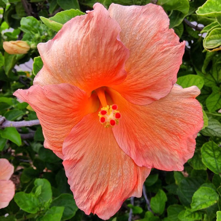 
									hibiscus spring summer plant plants nature natural