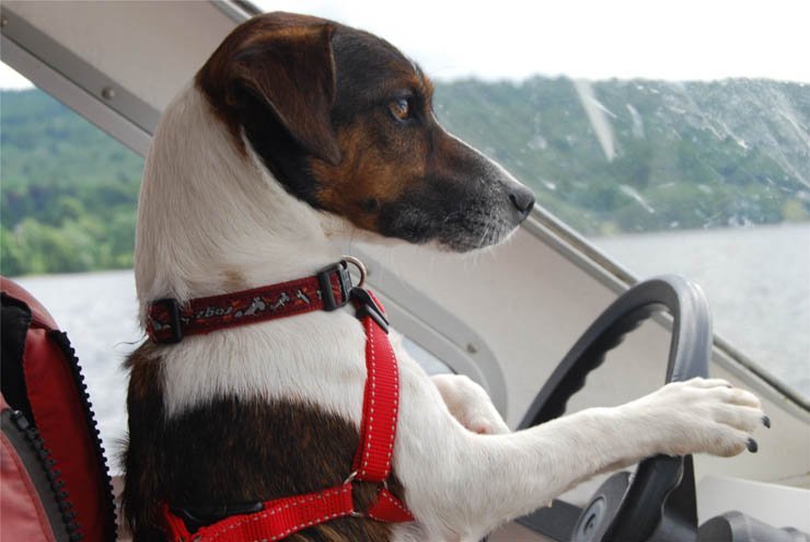 
									jack russell terrier dog dogs pet pets drive driving car animal