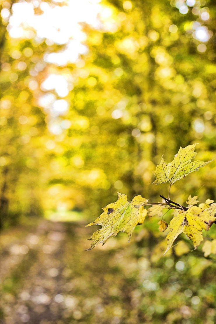 lead autumn forest leaf nature natural fall leaves
