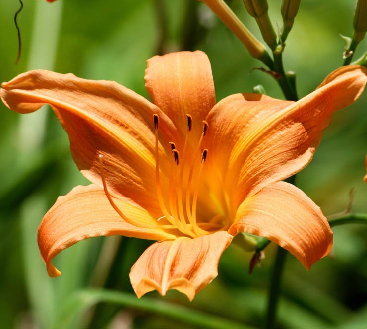 lily plant plants spring flower flowers orange sun sunny