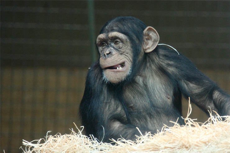 monkey sitting down in zoo forest jungle