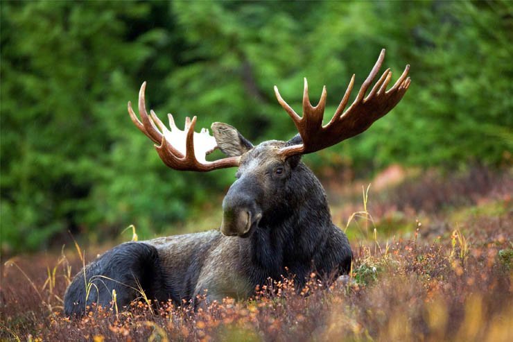 moose animal animals zoo forest junle nature natural