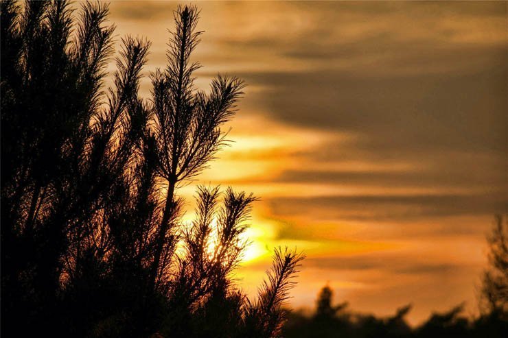 nature natural sky evening sunset plants plant