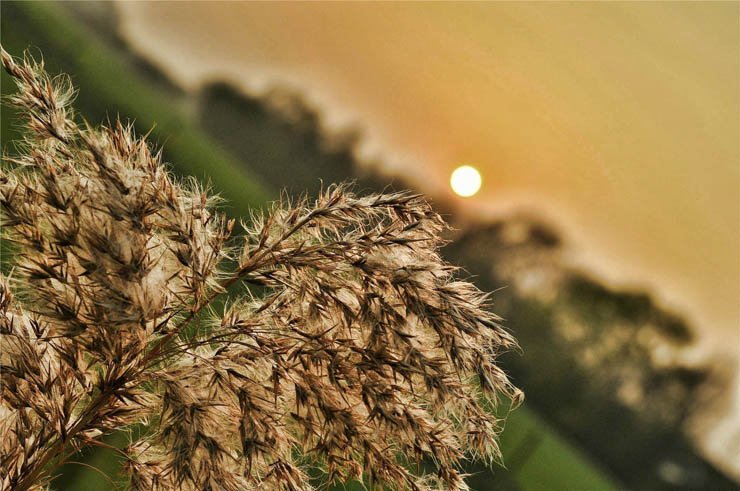 nature natural sky plant plants evening afternoon