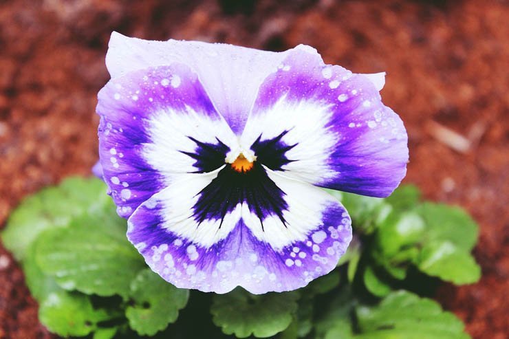 pansy flower rose flowers