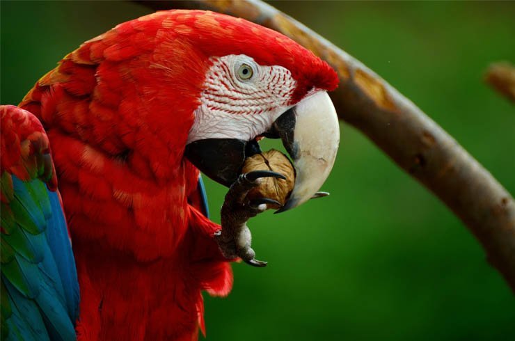 parrot eating nut colorful feather