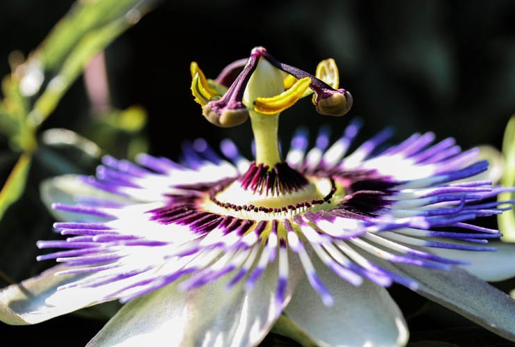 passion flower flowers plant plants nature spring sunny sun