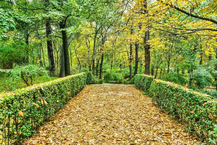 pathway forest autumn tree