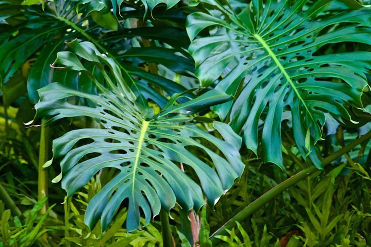 plants leaf leaves plant spring park garden nature