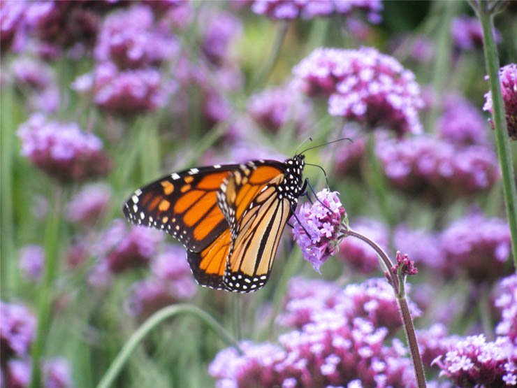 purple fly butterfuly nature flower