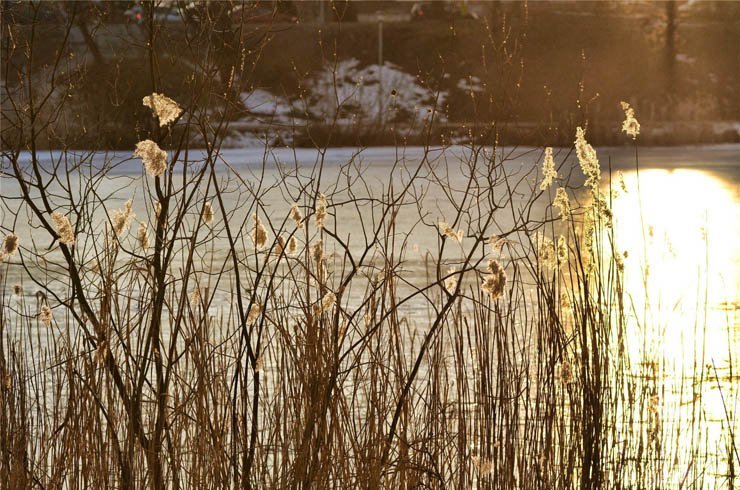 reeds river lake nature plant plants