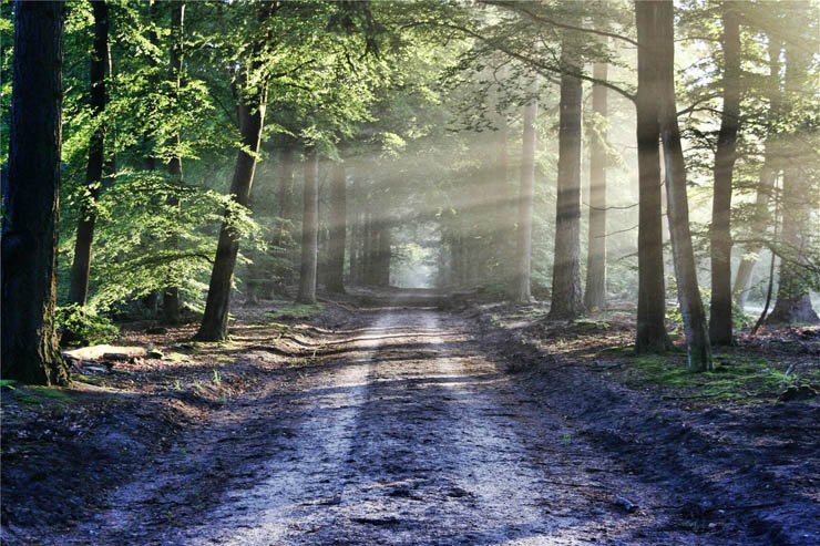 road jungle forest tree trees ray rays sun trip way pathway
