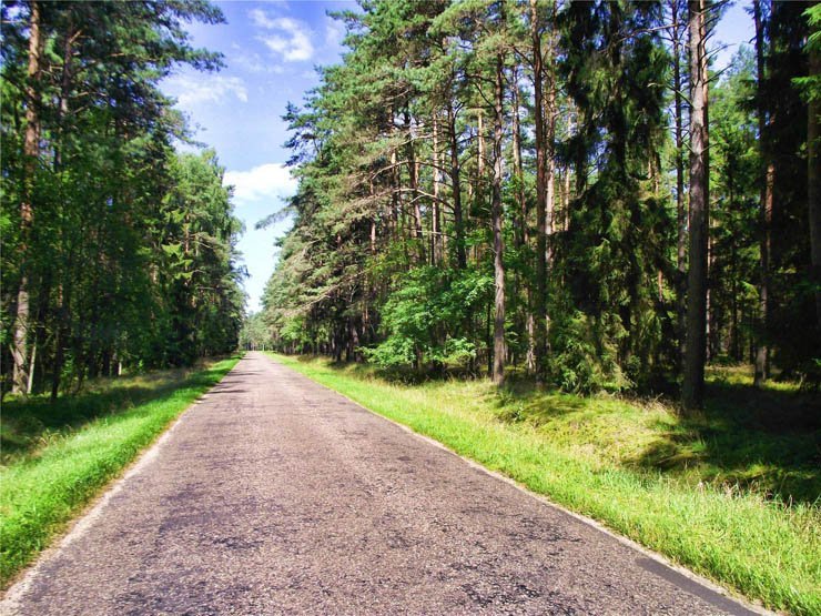 road sky sun forest way pathway nature grass tree trees trip