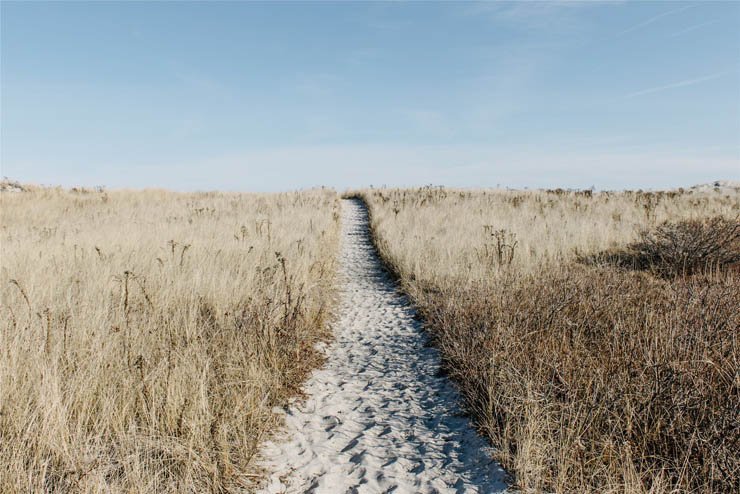 sand sandy pathway road sky nature farm field plant plants