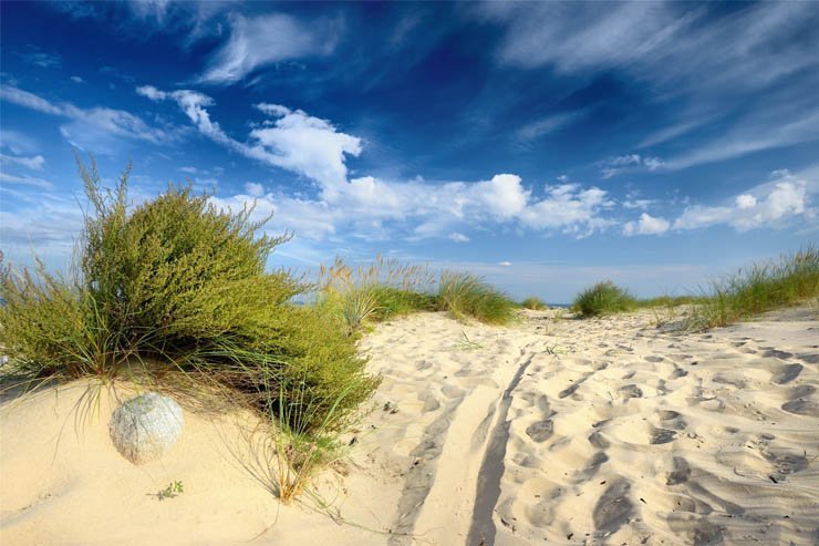 sand sky plant plants nature natural cloud clouds cloudy