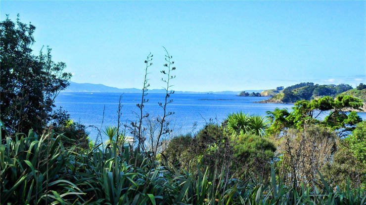 sea ocean tree palm shore beach forest sky nature