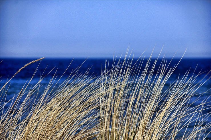 sea sky ocean plant water blue nature