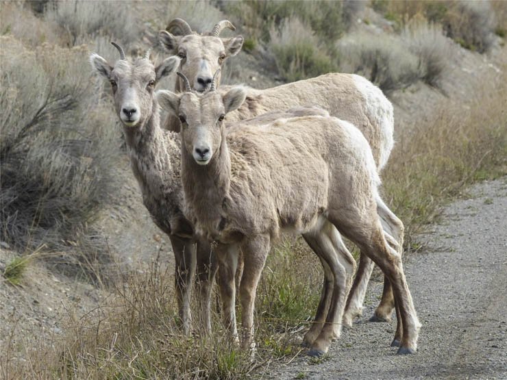 sheep horns animals forest group