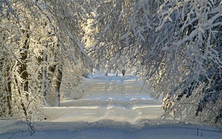 snow road tree winter snowy