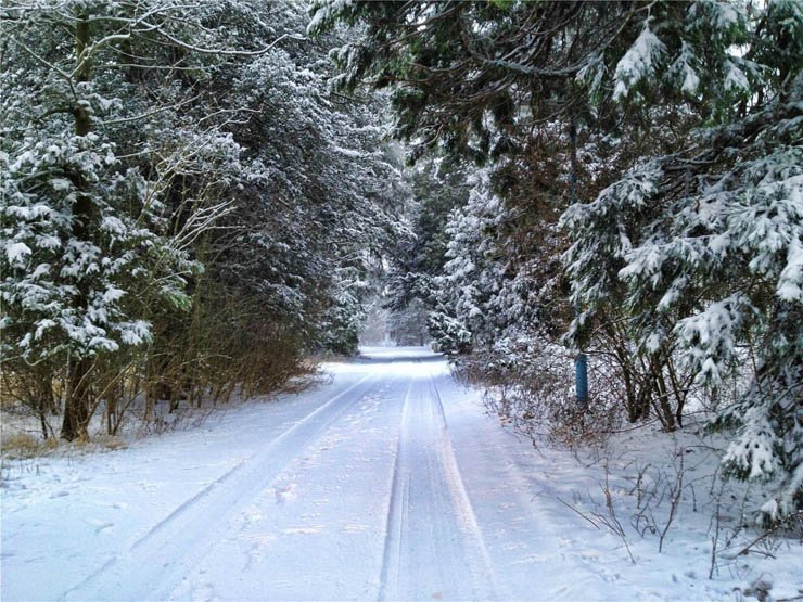 snow snowy winter ice road tree trees forest pathway