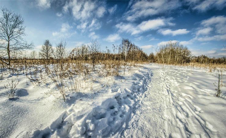 snow snowy winter ice sky clear plant plants