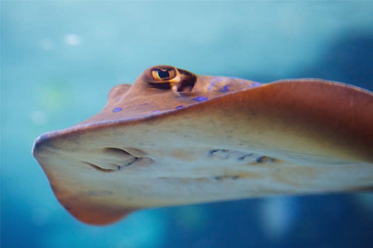 stingray fish with blue spots swimming under water