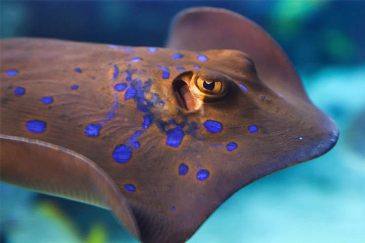 stingray fish with blue spots under water