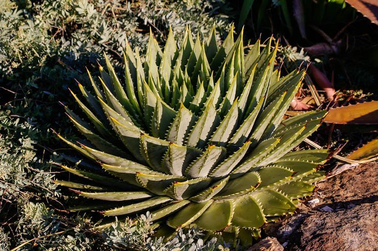 succulent cactus desert summer sunny sun nature