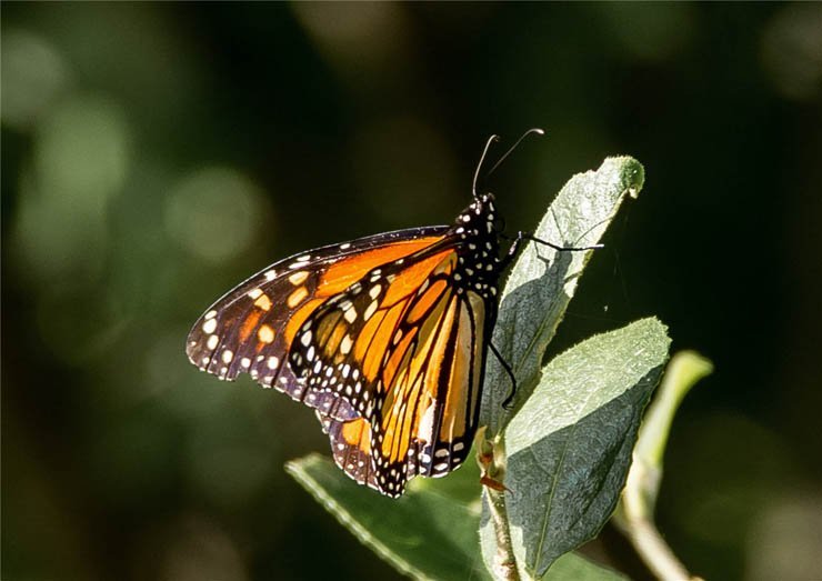 sunny butterfly leaf orange nature fly