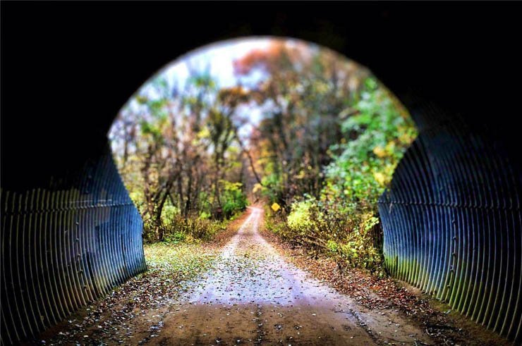tunnel cave road way pathway forest leaves leaf nature