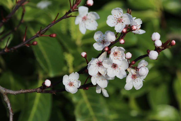 white flowers plant plants spring